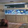 80 gallons reef tank (mostly live coral and fish) - my pool