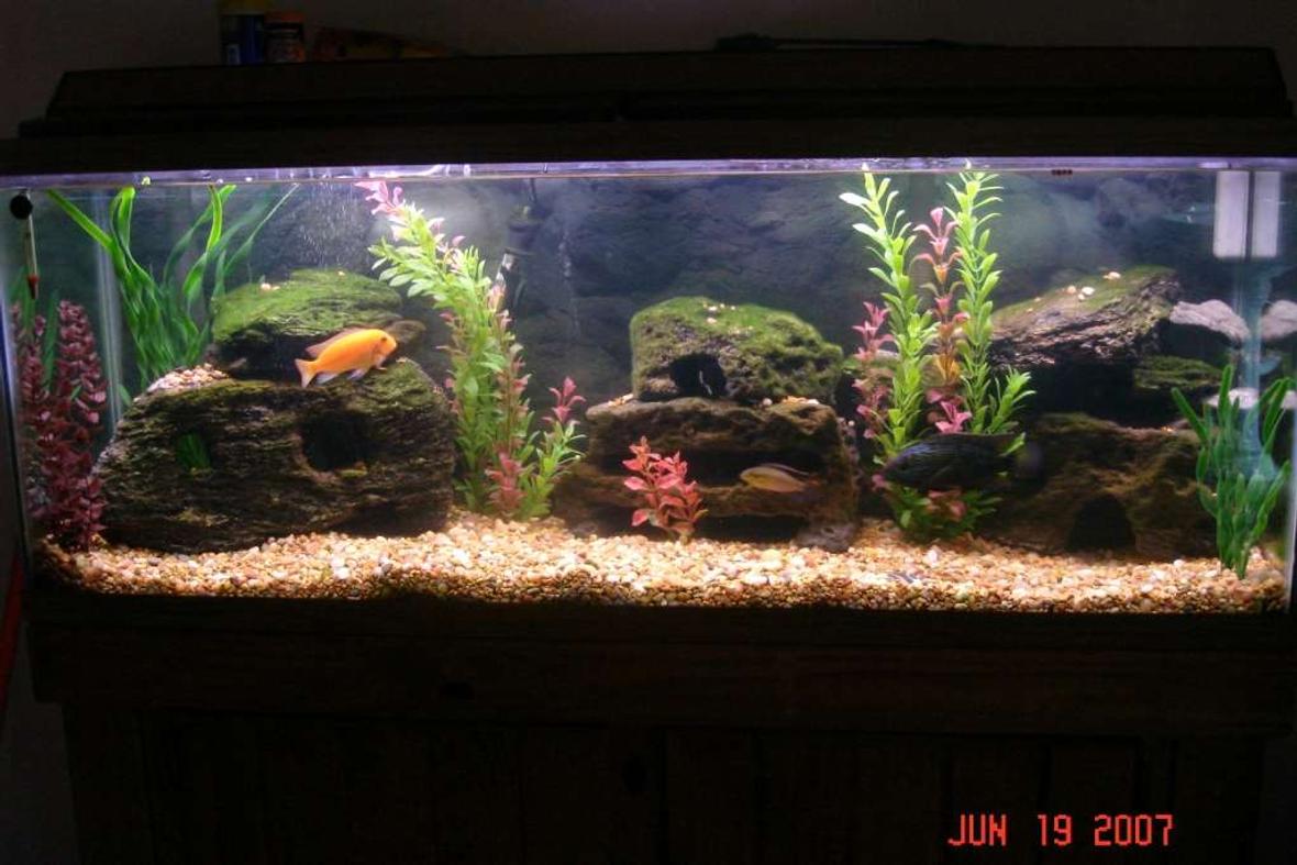 55 gallons freshwater fish tank (mostly fish and non-living decorations) - This is the same tank but i took out some rocks and put fake plants in it. not done yet, just wanted to put the pic up
