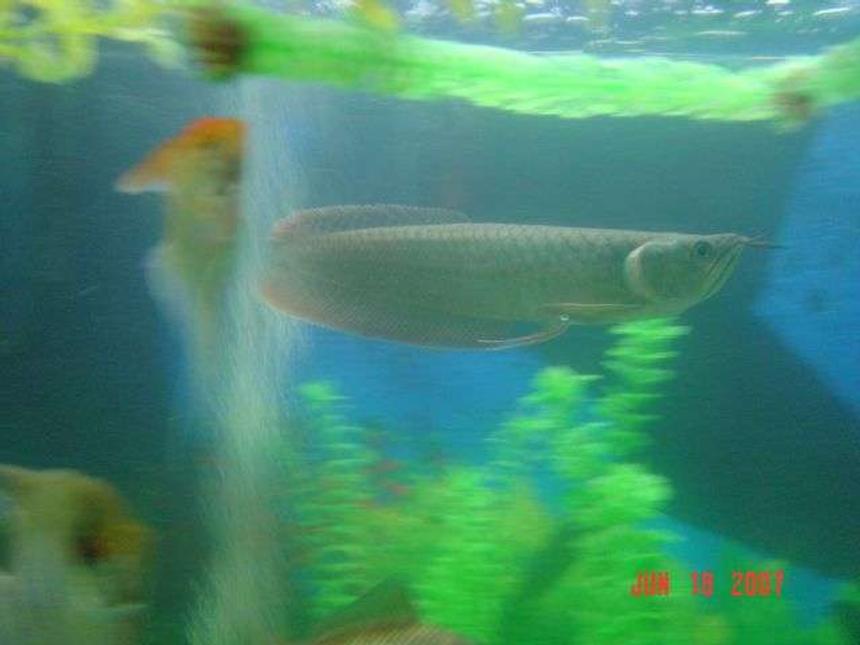 Rated #2103: Freshwater Fish - Osteoglossum Bicirrhosum - Silver Arowana Stocking In 220 Gallons Tank - arowona