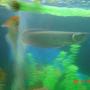 freshwater fish - osteoglossum bicirrhosum - silver arowana stocking in 220 gallons tank - arowona