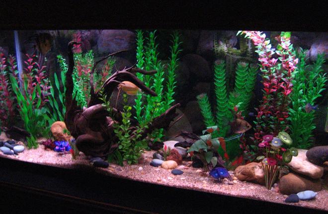 55 gallons freshwater fish tank (mostly fish and non-living decorations) - Community Tank