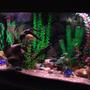 55 gallons freshwater fish tank (mostly fish and non-living decorations) - Community Tank
