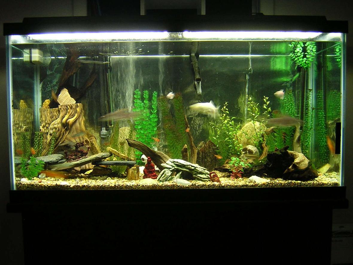 90 gallons freshwater fish tank (mostly fish and non-living decorations) - 90 gallon fresh water tank.