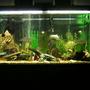 90 gallons freshwater fish tank (mostly fish and non-living decorations) - 90 gallon fresh water tank.