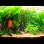 40 gallons planted tank (mostly live plants and fish) - New setup