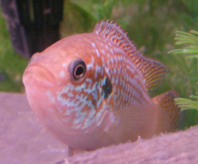 freshwater fish - hemichromis bimaculatus - jewel cichlid stocking in 50 gallons tank - 2