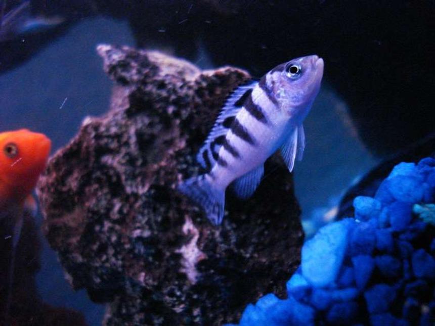 Rated #1034: Freshwater Fish - Metriaclima Lombardoi - Kenyi Cichlid Stocking In 55 Gallons Tank - KENYI