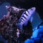 freshwater fish - metriaclima lombardoi - kenyi cichlid stocking in 55 gallons tank - KENYI