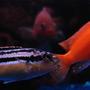 freshwater fish - melanochromis auratus - auratus cichlid stocking in 55 gallons tank - auratus and cherrie