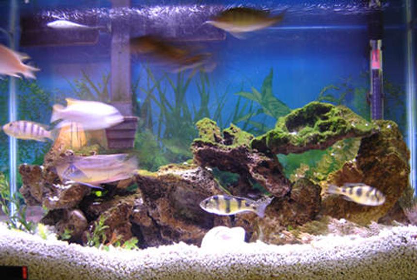 Rated #279: 29 Gallons Freshwater Fish Tank - 29 Gallon African Tank