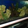 75 gallons freshwater fish tank (mostly fish and non-living decorations) - malawi cichlid tank