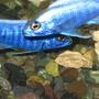 freshwater fish - sciaenochromis ahli - electric blue cichlid stocking in 75 gallons tank - blue ahlis