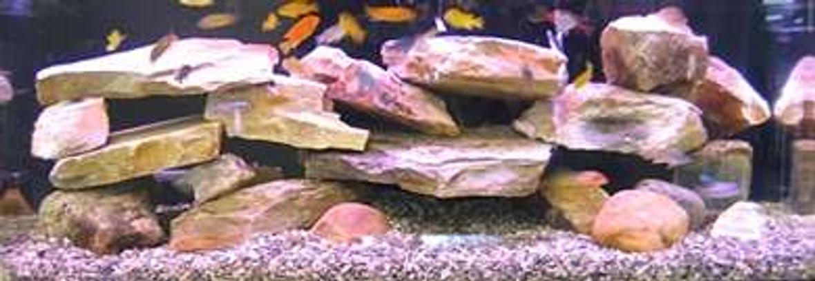 65 gallons freshwater fish tank (mostly fish and non-living decorations) - 65 gallon African Cichlid Tank
