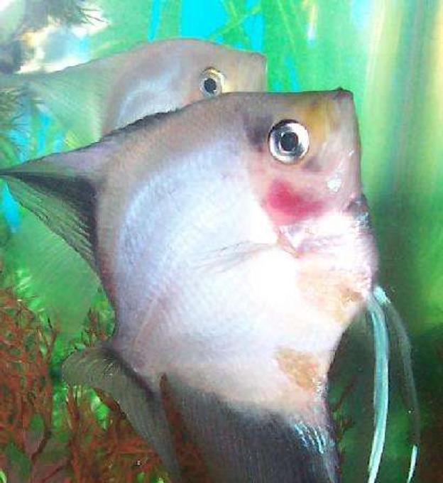 freshwater fish - pterophyllum sp. - white blushing angel stocking in 80 gallons tank - Blue Blusher Angel and white blusher angel- mated pair. They are always together in love :)