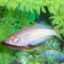 freshwater fish - melanotaenia splendida - australian rainbow stocking in 80 gallons tank - Male Australian Rainbowfish