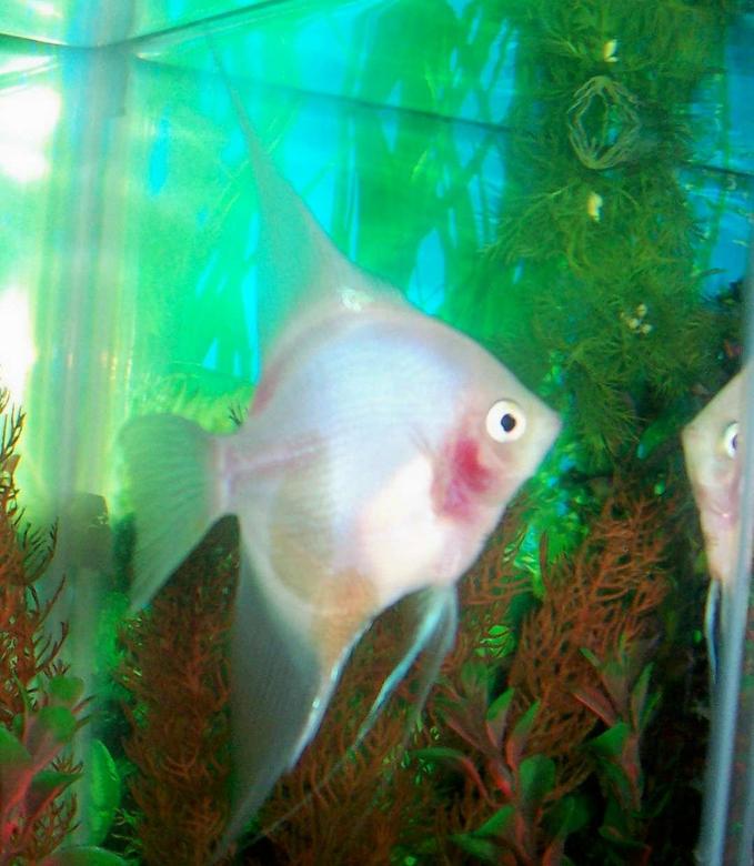 freshwater fish - pterophyllum sp. - white blushing angel stocking in 80 gallons tank - My white blushing Angel. She is looking at her own reflection.