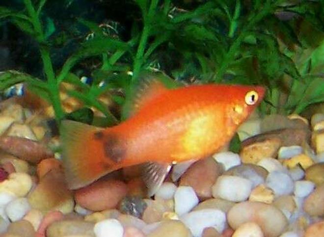freshwater fish - xiphophorus maculatus - platy stocking in 80 gallons tank - My red pregnant female Mickey Mouse platy.
