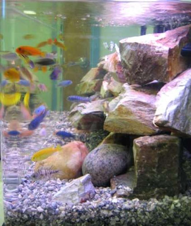 65 gallons freshwater fish tank (mostly fish and non-living decorations) - 65 gal assorted African Cichlid tank