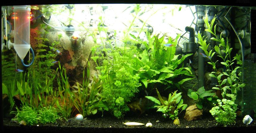 Rated #79: 29 Gallons Planted Tank - My Tank