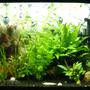 29 gallons planted tank (mostly live plants and fish) - My Tank