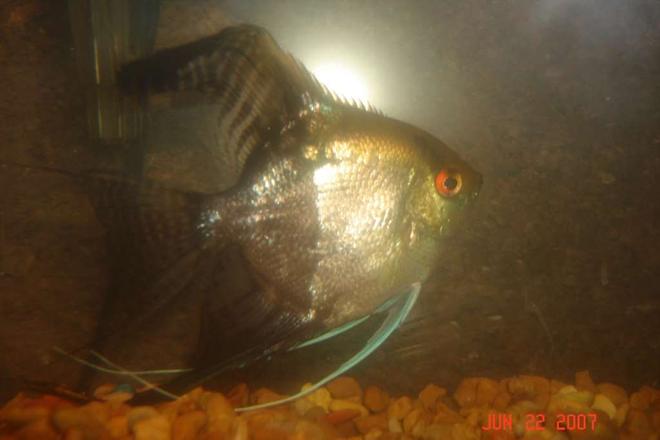 freshwater fish - pterophyllum scalare - veil angel stocking in 90 gallons tank - angelfish over 1 1/2 years old