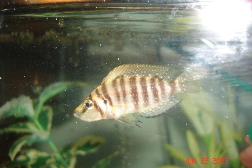 Rated #1831: Freshwater Fish - Altolamprologus Compressicep - Gold Head Compressicep Cichlid Stocking In 90 Gallons Tank - .