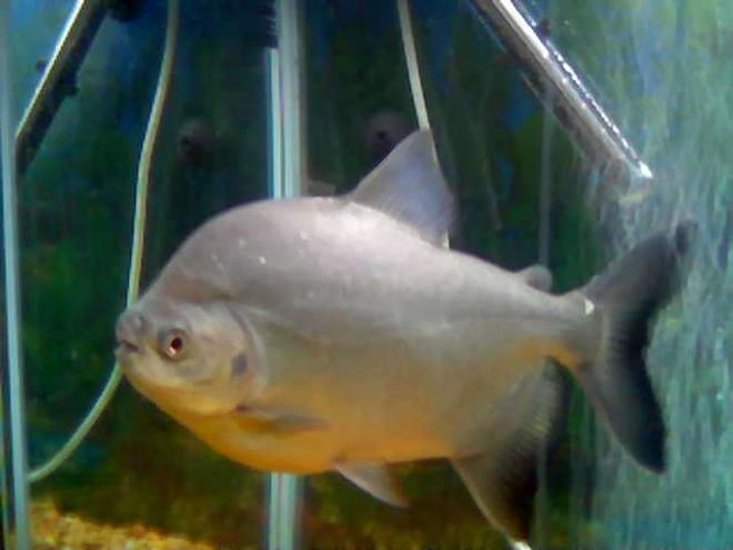 freshwater fish - piaractus brachypomum - red belly pacu stocking in 55 gallons tank - RED BELLY PACU