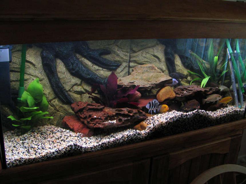 Rated #34: 55 Gallons Freshwater Fish Tank - My cichlid tank with some new plants.