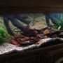 55 gallons freshwater fish tank (mostly fish and non-living decorations) - My cichlid tank with some new plants.