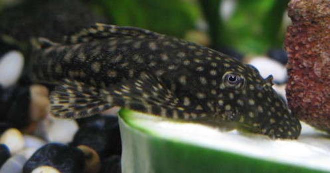 freshwater fish - scobinancistrus pariolispos - pario-ancistrus pleco (l-048) stocking in 44 gallons tank - Ancistrus munching on cucumber.