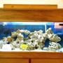 48 gallons saltwater fish tank (mostly fish, little/no live coral) - 48 gal marine tank