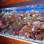 reef tank (mostly live coral and fish) - this is mi reef tank very pretty a