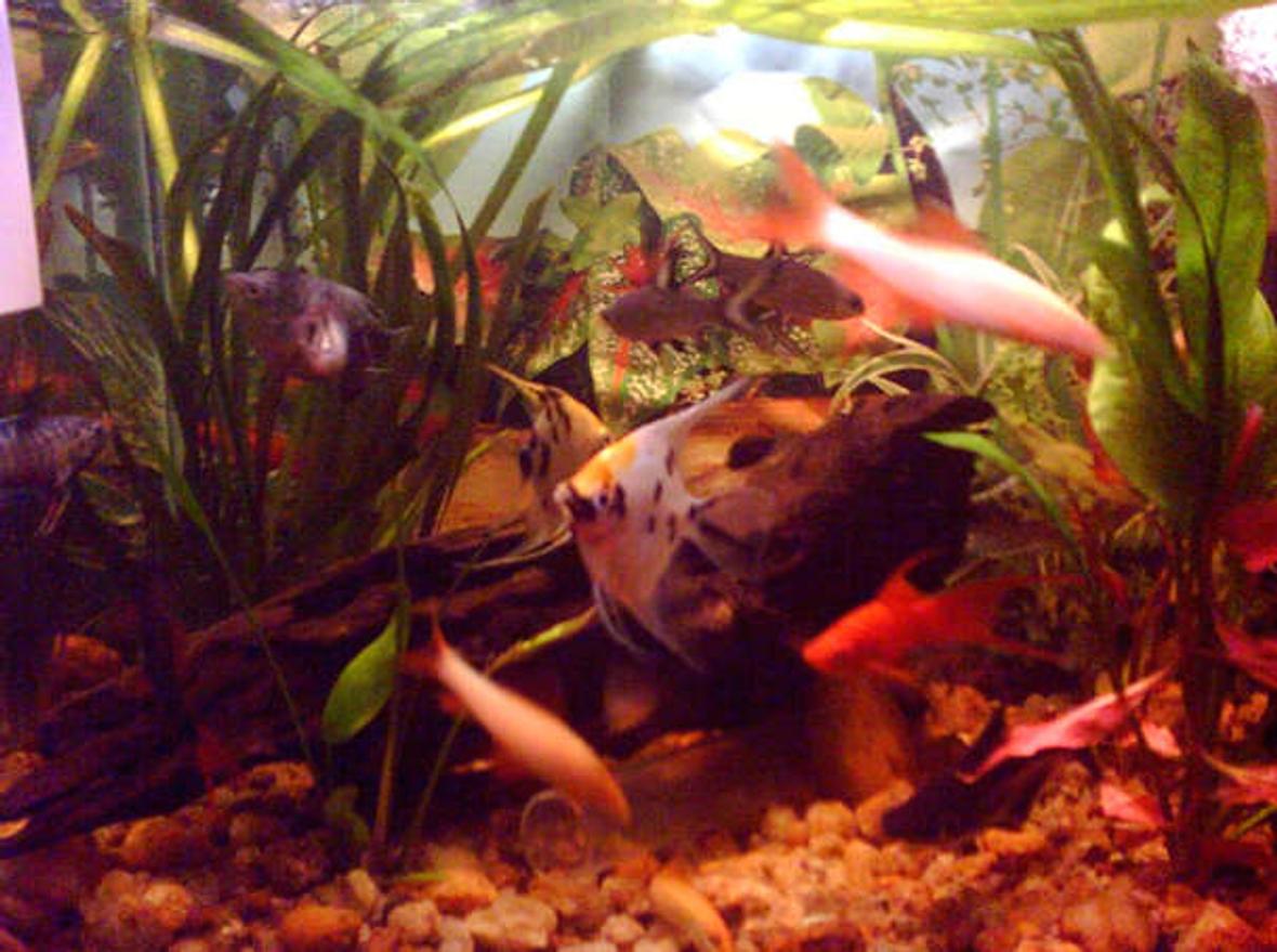 21 gallons planted tank (mostly live plants and fish) - the picture is not that good. ill take a good quality picture soon.