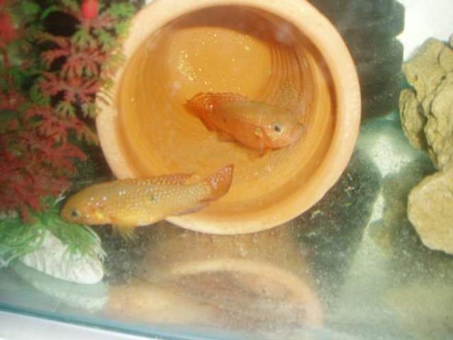 freshwater fish - hemichromis bimaculatus - jewel cichlid stocking in 70 gallons tank - Hemichromis bimaculatus oeuf + couple