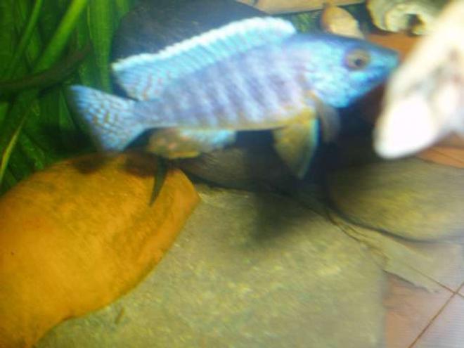 freshwater fish - aulonocara jacobfreibergi - african butterfly peacock stocking in 70 gallons tank - Aulonocara jacobfreibergi