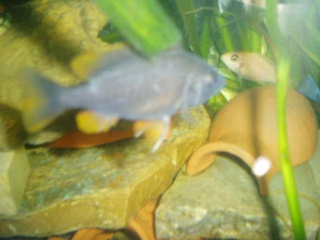 freshwater fish - copadichromis borleyi - yellowfin borleyi cichlid stocking in 70 gallons tank - Copadichromis borleyi