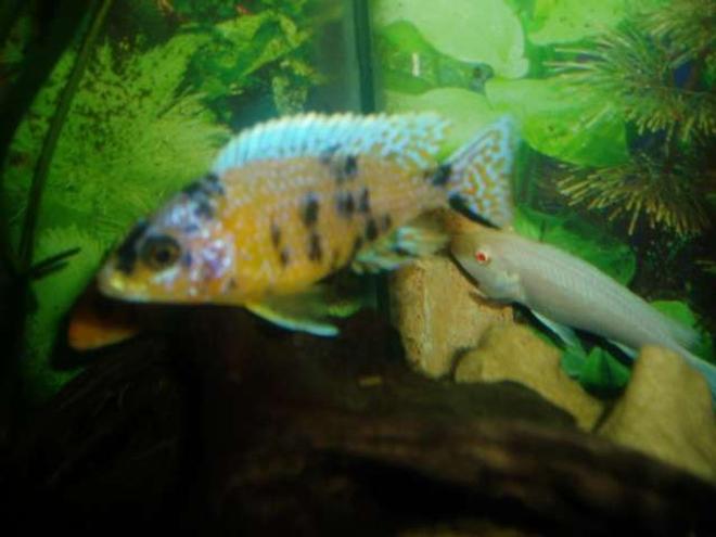 freshwater fish - labeotropheus fuelleborni - fuelleborni cichlid stocking in 70 gallons tank - male
