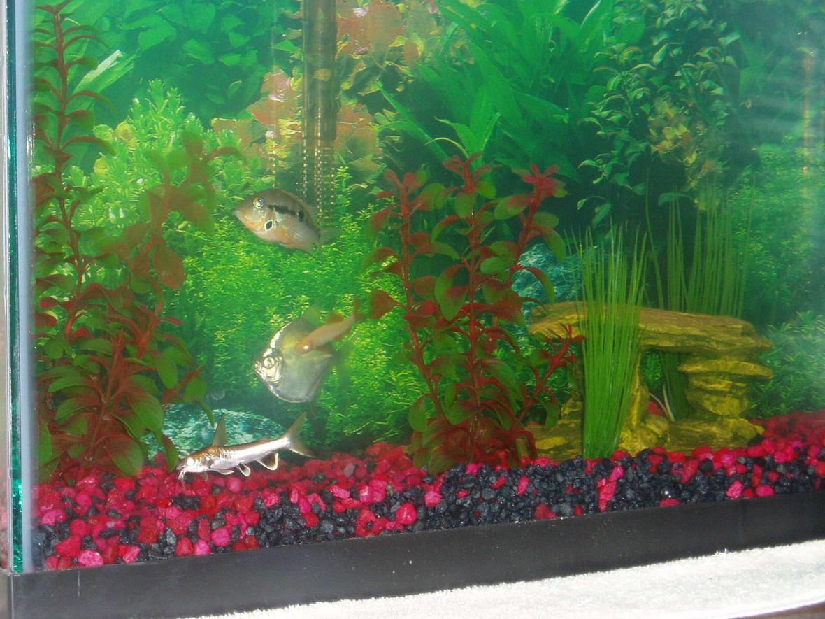 29 gallons freshwater fish tank (mostly fish and non-living decorations) - 29 gal. tank