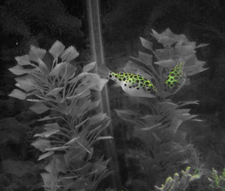 Rated #62: Freshwater Fish - Tetraodon Nigroviridis - Green Spotted Puffer Stocking In 55 Gallons Tank - My precious little green spotted puffer  Ziggy