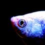 freshwater fish - colisa lalia - neon blue dwarf gourami stocking in 180 gallons tank - Blue gourami