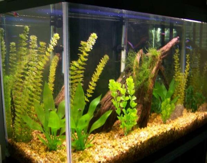 Rated #332: 29 Gallons Freshwater Fish Tank - All fake except Java moss on driftwood. TAnk is about to be torn down and converted to a BB Discus grow out tank. Enjoy

-John
