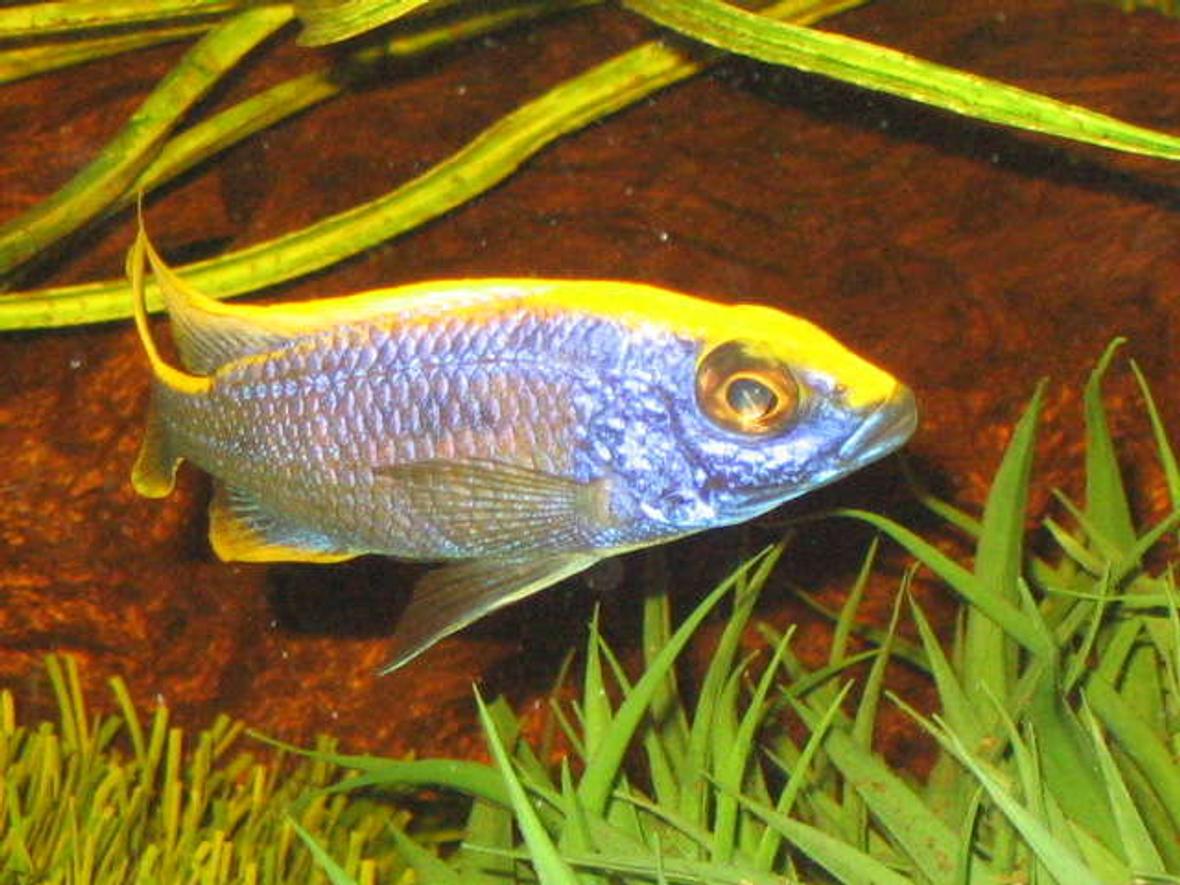 freshwater fish - otopharynx lithobates - sulphur crested lithobate stocking in 52 gallons tank - african cichlid lithobate