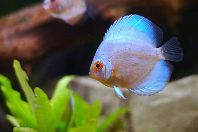 freshwater fish - symphysodon sp. - blue diamond discus stocking in 25 gallons tank - Lovely blue diamond