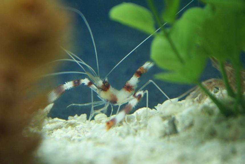 Rated #62: Corals Inverts - Stenopus Hispidus - Banded Coral Shrimp Stocking In 20 Gallons Tank - My Coral Banded Shrimp