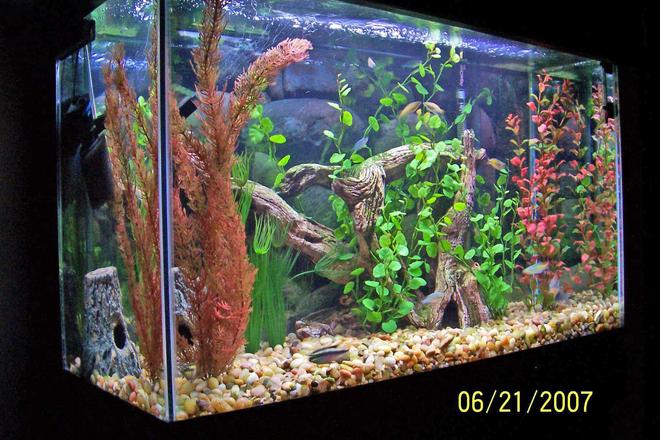 29 gallons freshwater fish tank (mostly fish and non-living decorations) - Thanks for leaving a comment after you vote! Always looking for input on my tank's hardware, stock, decor and/or pic!  - Mike