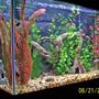 29 gallons freshwater fish tank (mostly fish and non-living decorations) - Thanks for leaving a comment after you vote! Always looking for input on my tank's hardware, stock, decor and/or pic! - Mike