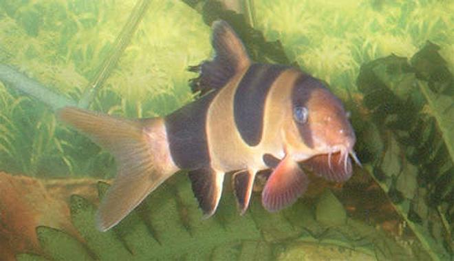 freshwater fish - botia macracantha - clown loach stocking in 110 gallons tank - 4" Clown Loach