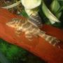 freshwater fish - hypancistrus debilittera - debilittera pleco (l129) stocking in 110 gallons tank - Hypancistrus L129