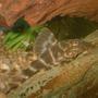 freshwater fish - panaque maccus - clown pleco stocking in 110 gallons tank - Panaque maccus: Clown pleco