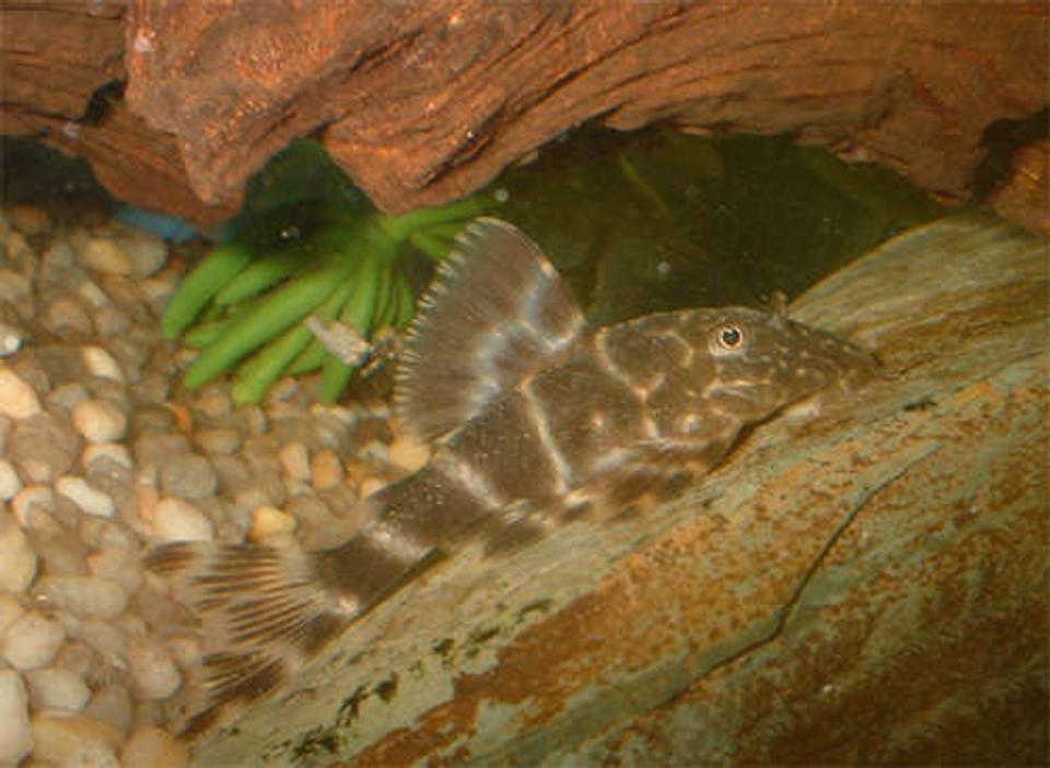 freshwater fish - panaque maccus - clown pleco stocking in 110 gallons tank - Panaque maccus: Clown pleco